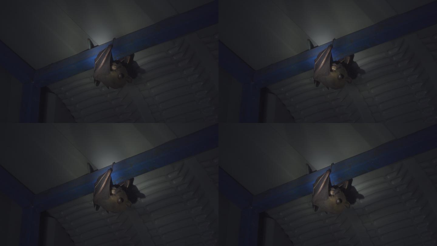 蝙蝠在屋顶吃食物夜景视频素材野外生存食肉