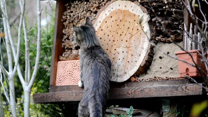 猫试图捕捉野生蜜蜂