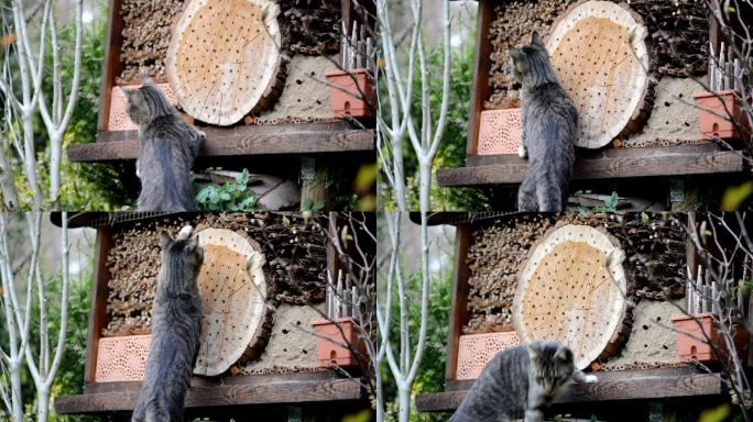 猫试图捕捉野生蜜蜂