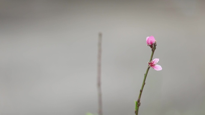 即将盛开的桃花