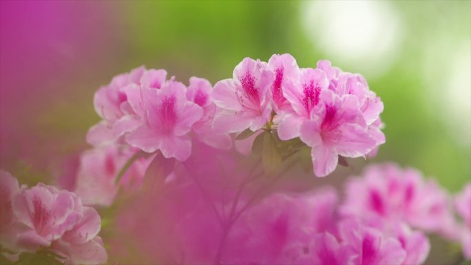 满山红杜鹃花开蜜蜂采蜜