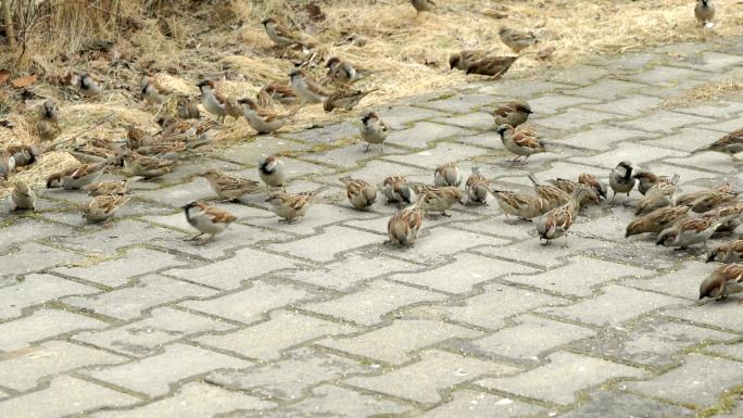 一群麻雀在城市公园里吃小米