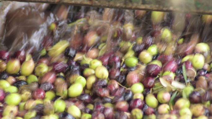 西班牙特级初榨橄榄的生产工艺