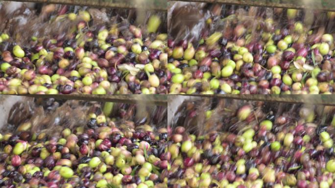 西班牙特级初榨橄榄的生产工艺