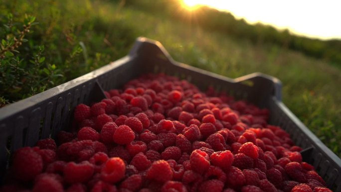 新鲜树莓种植农业乡村振兴水果蔬菜丰收果园
