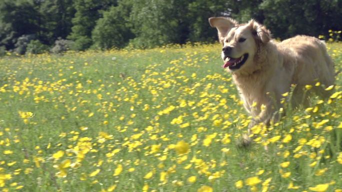 金毛寻回犬在野外奔跑的慢镜头