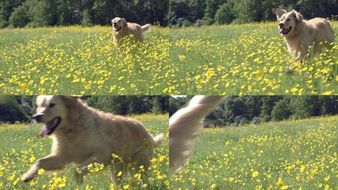 金毛寻回犬在野外奔跑的慢镜头