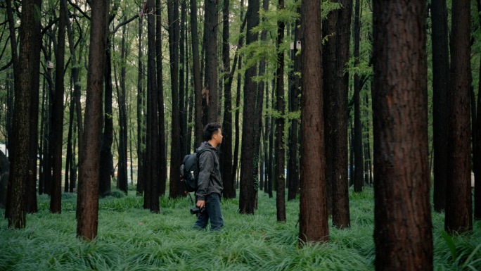 生态树林环保绿色春天游客共青森林公园