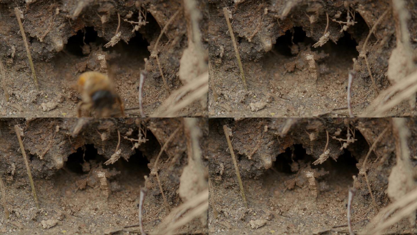 一只野生蜜蜂从地上的洞里飞了出来