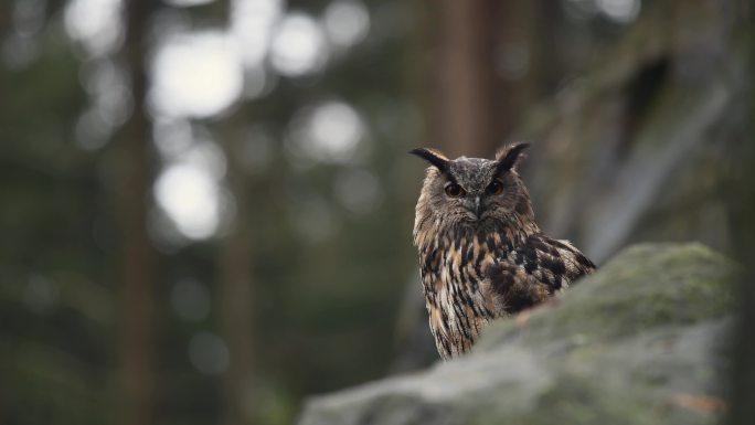 森林中的欧亚鹰鸮