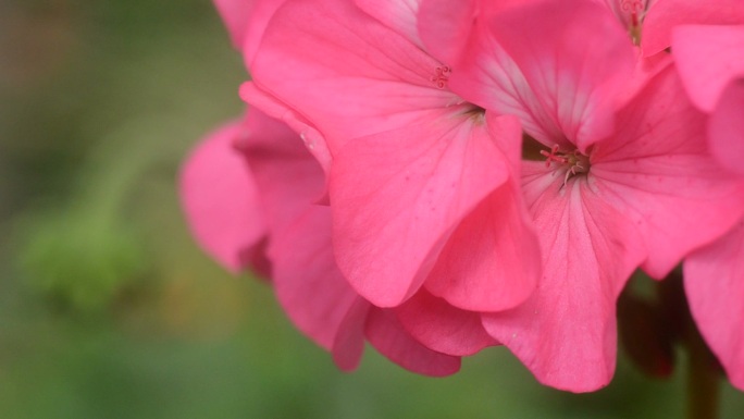 粉色天竺葵花特写花朵素材花儿