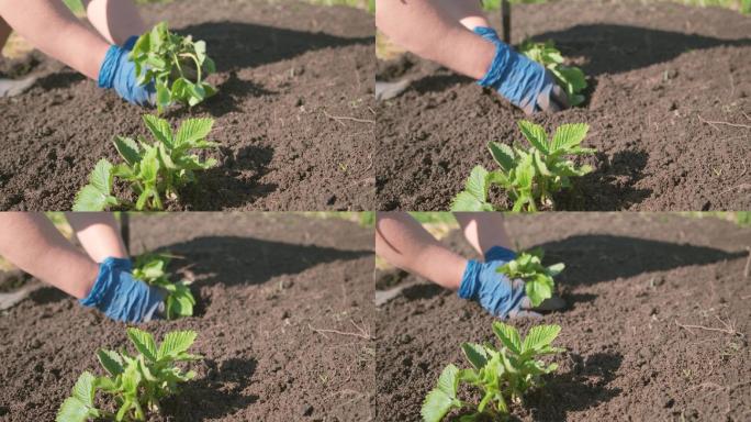 种植草莓土壤小苗培植栽种种植
