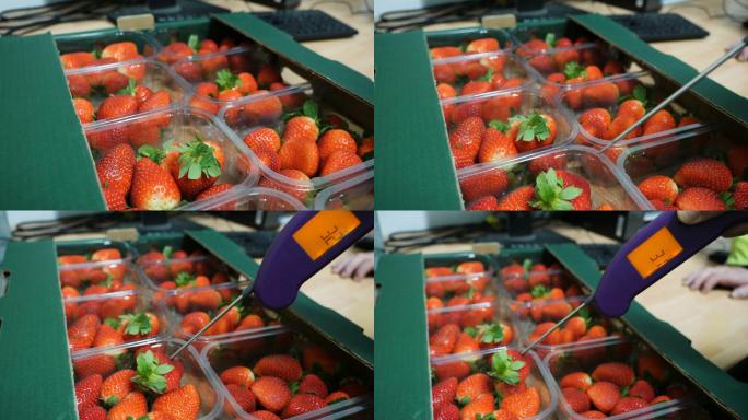 质量控制小组检查到达草莓的温度。