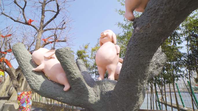 4K实拍 母猪会上树 展览