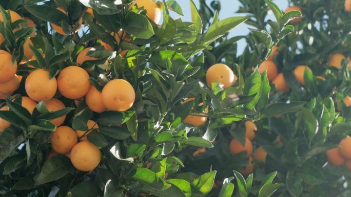 树上成熟的橙子满树橙子结果丰收农民三农水