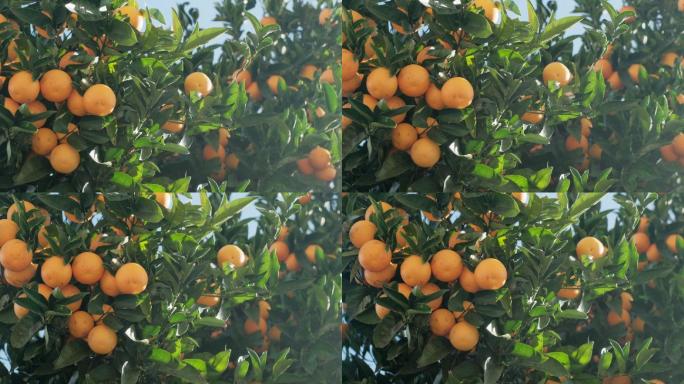 树上成熟的橙子满树橙子结果丰收农民三农水
