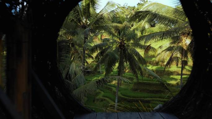 棕榈林中心的稻田穿梭穿越热带雨林南方雨林