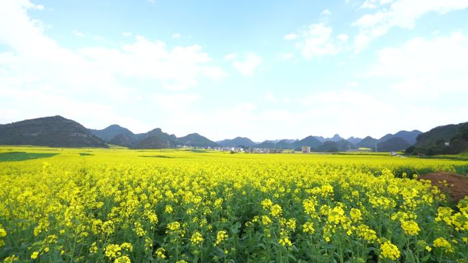 云南罗平油菜花海