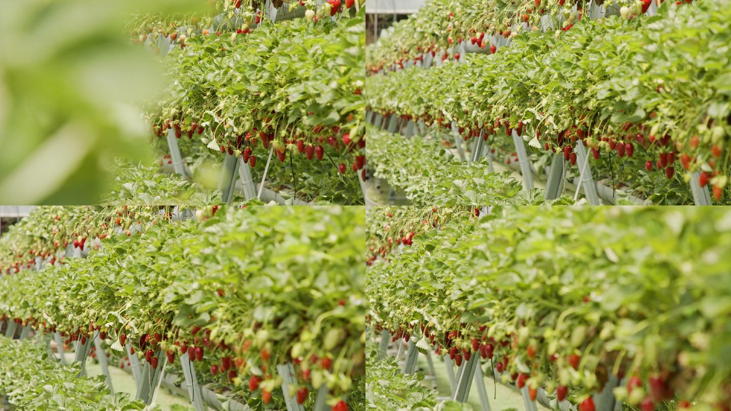 大温室里的草莓草莓大棚种植草莓种植