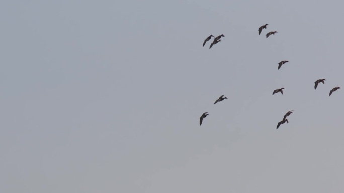 一群野鸭飞来降落在苇塘