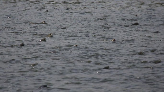一群鱼冒出水面