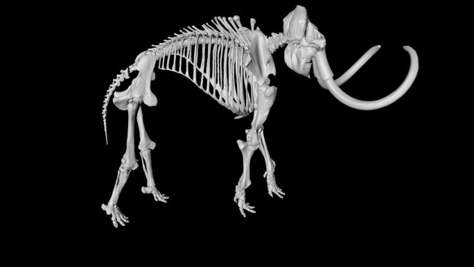猛犸象骨架长毛象真猛犸象化石骨头