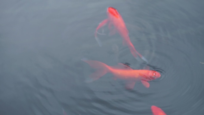 红鲤鱼在水里游