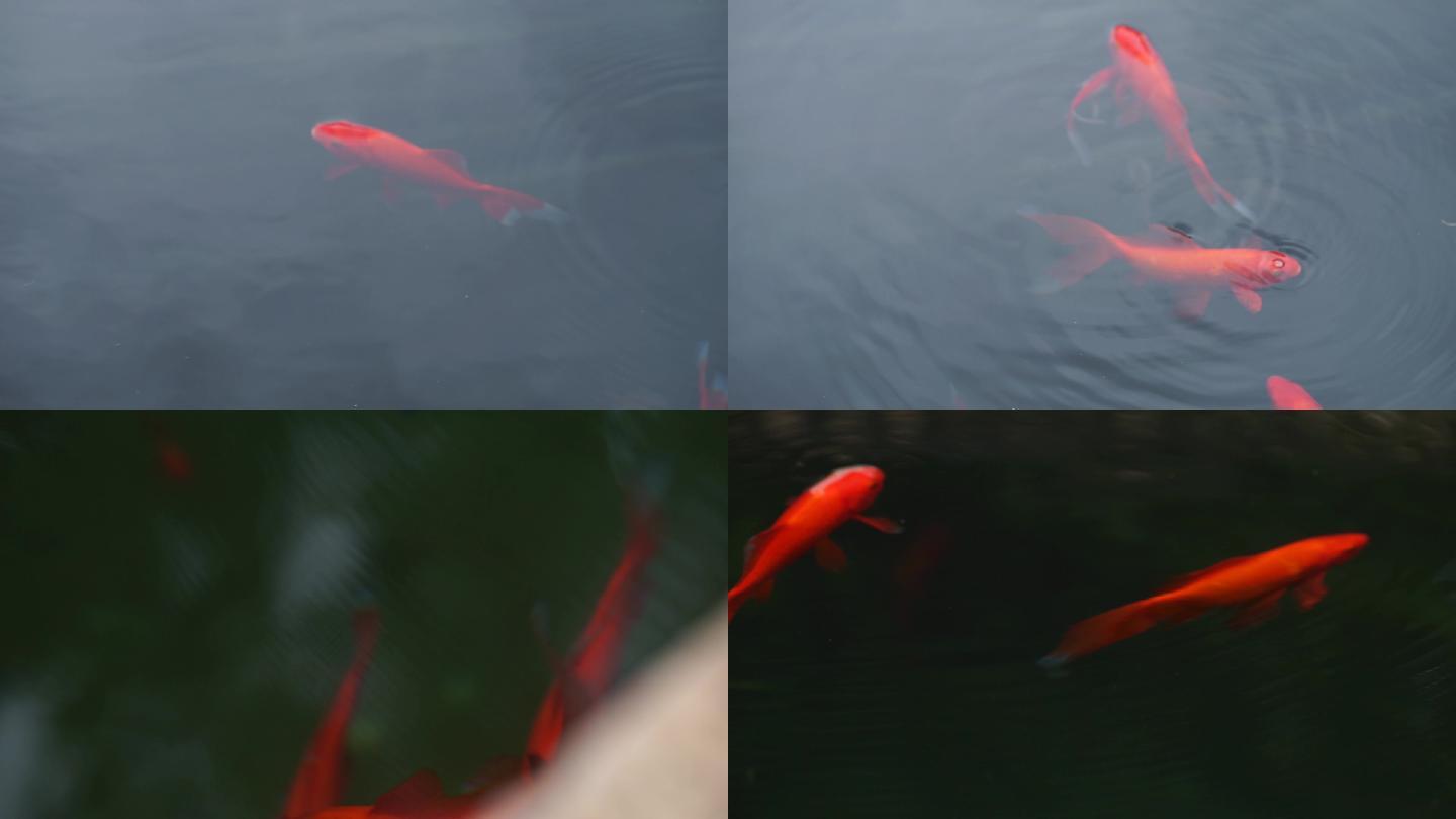 红鲤鱼在水里游