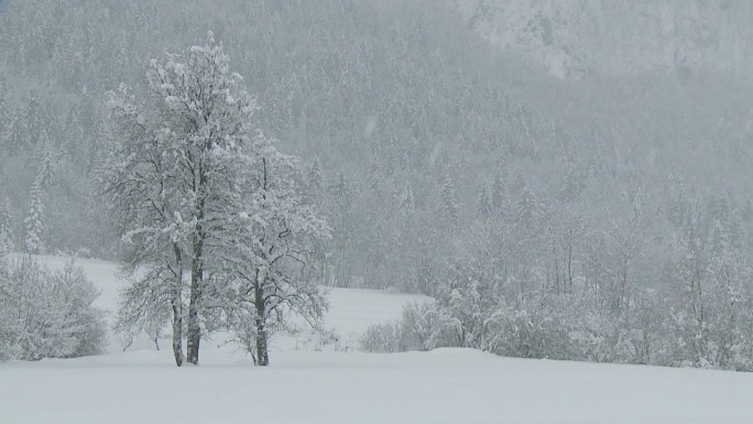 雪林大雪封山