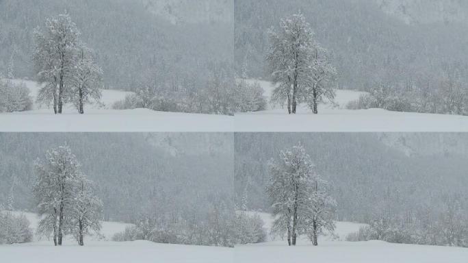 雪林大雪封山