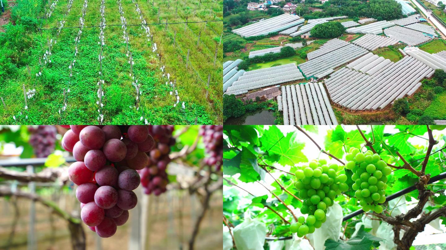 葡萄大棚采摘种植农业经济作物航拍视频素材