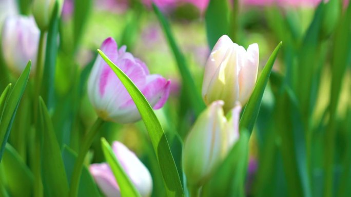 唯美的画面-白紫色郁金香