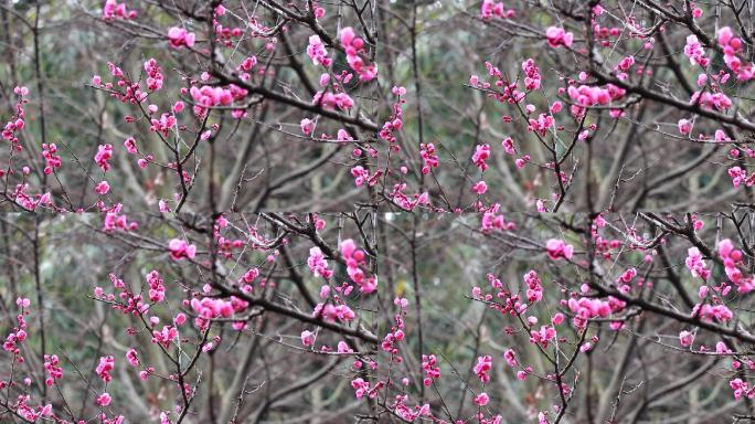 城市公园梅花红梅花春天空镜梅花盛开空镜头