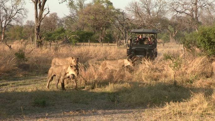 猎车上的游客们在看狮子