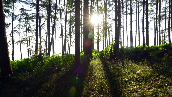绿色森林美丽自然树林逆光阳光