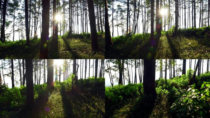 绿色森林美丽自然树林逆光阳光