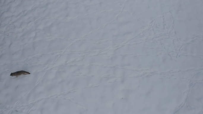 雪地上奔跑的狼