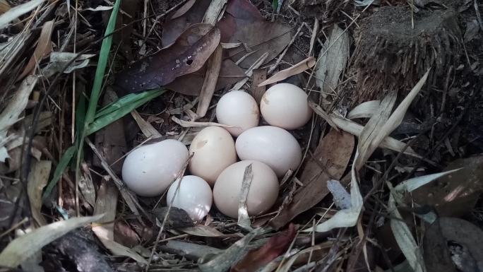 丛林鸡蛋