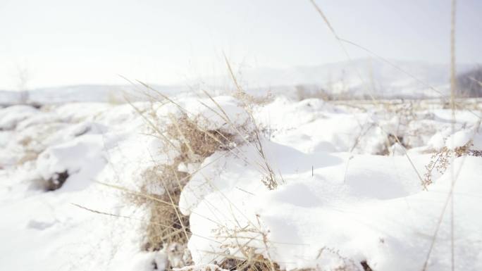 积雪覆盖的杂草