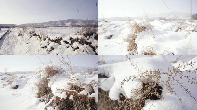 积雪覆盖的杂草
