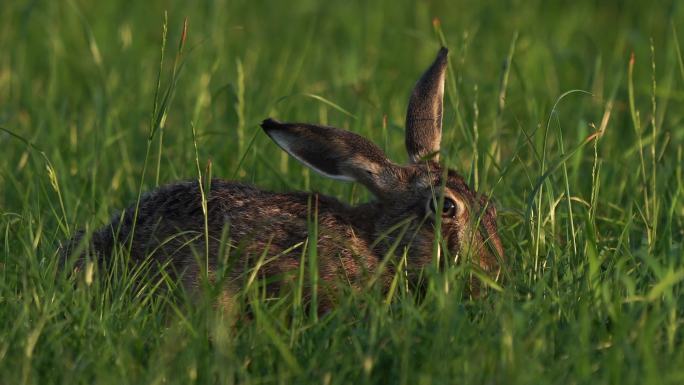 野兔吃草大自然草丛灰兔