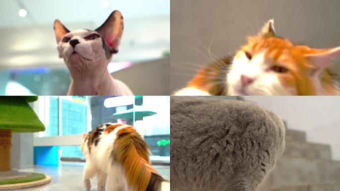 猫喵星人动物宠物视频素材