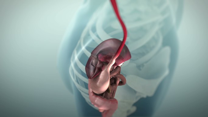 人体胃肠道或胃肠道的3D动画