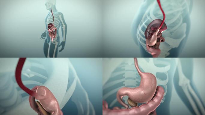 人体胃肠道或胃肠道的3D动画
