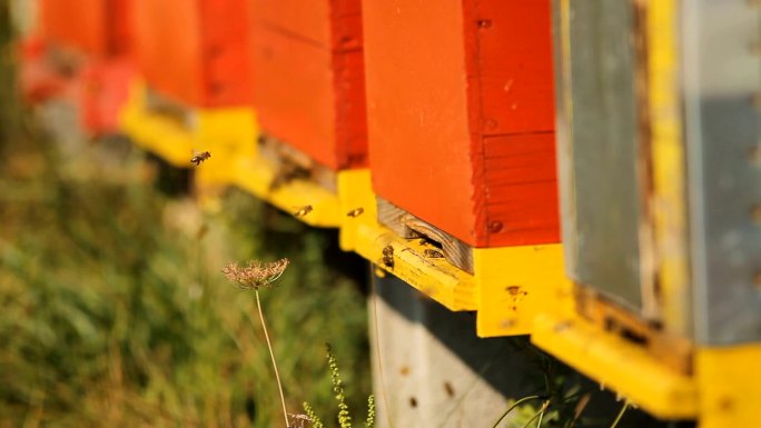 蜜蜂箱的入口风香蜜蜂采蜜养蜂场