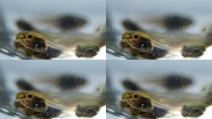 蛙类蝌蚪身体细节特写镜头水中呼吸两栖动物