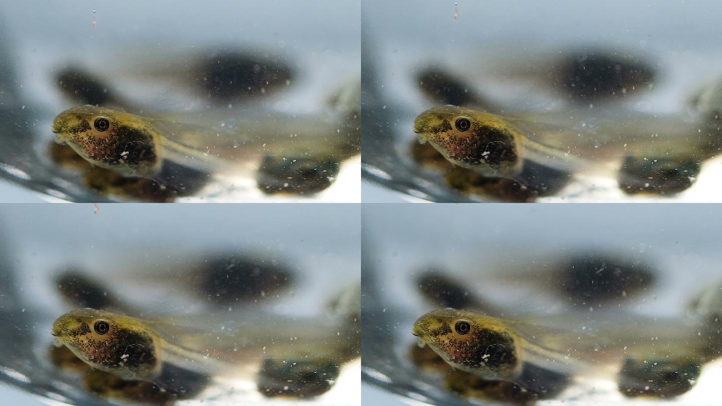 蛙类蝌蚪身体细节特写镜头水中呼吸两栖动物