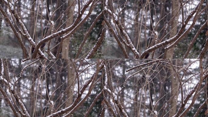 【原创】4k实拍城市冬天唯美雪景树枝A