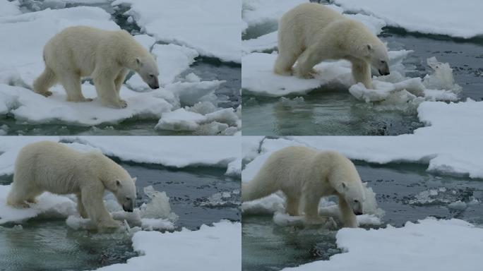冰上北极熊人与自然冰雪融化环境保护