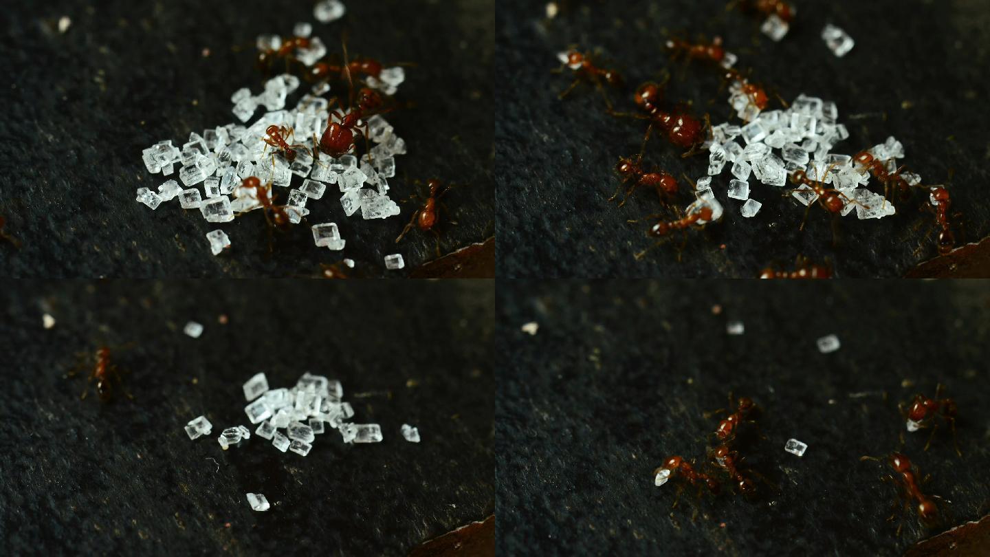 蚂蚁搬运糖特写镜头微距视角红蚂蚁红蚁